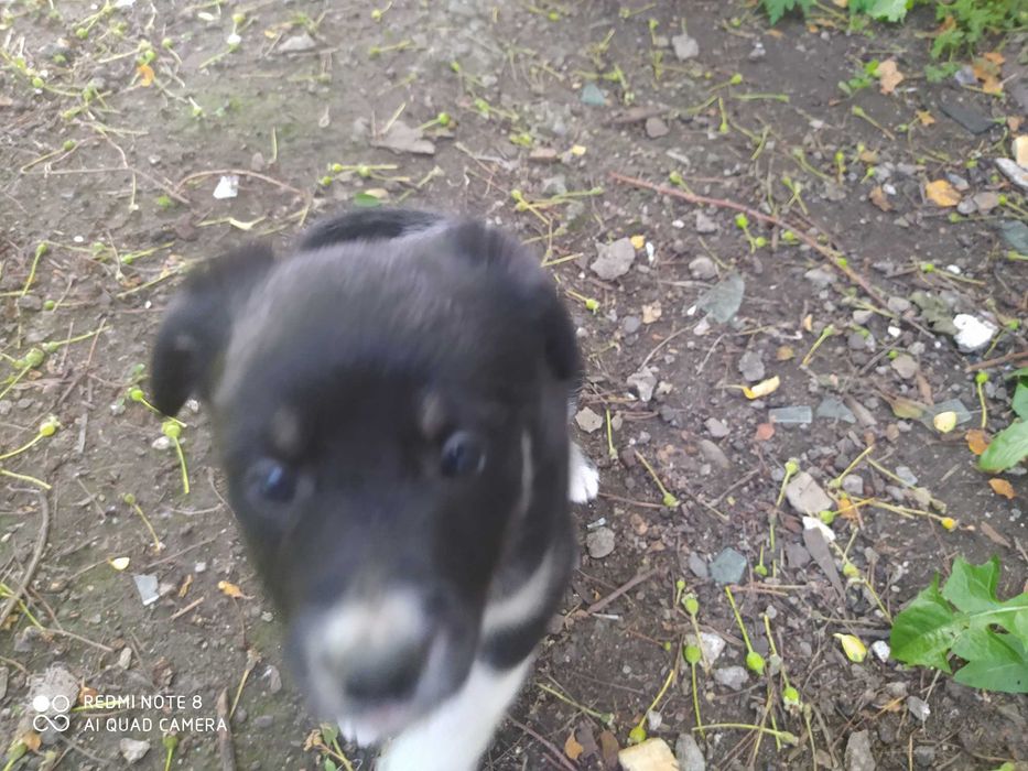 Отдам щенков в добрые руки