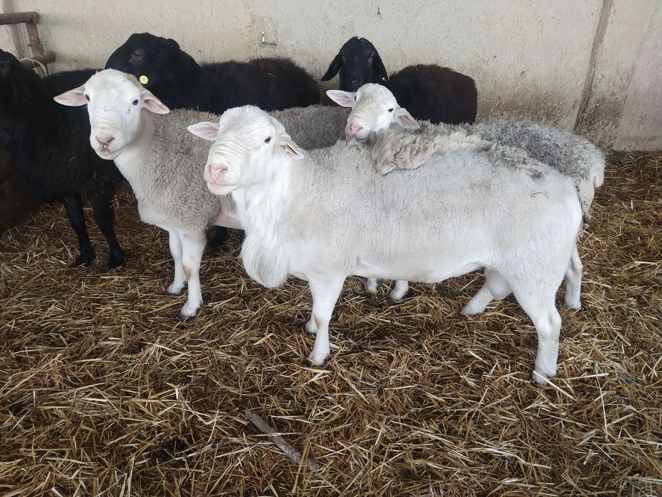 Продаётся парода Дорпер бараны