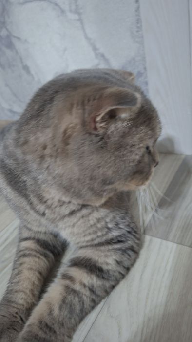 Продаётся скоттиш фолд кот 2 годика крупный умный кот с паспортом