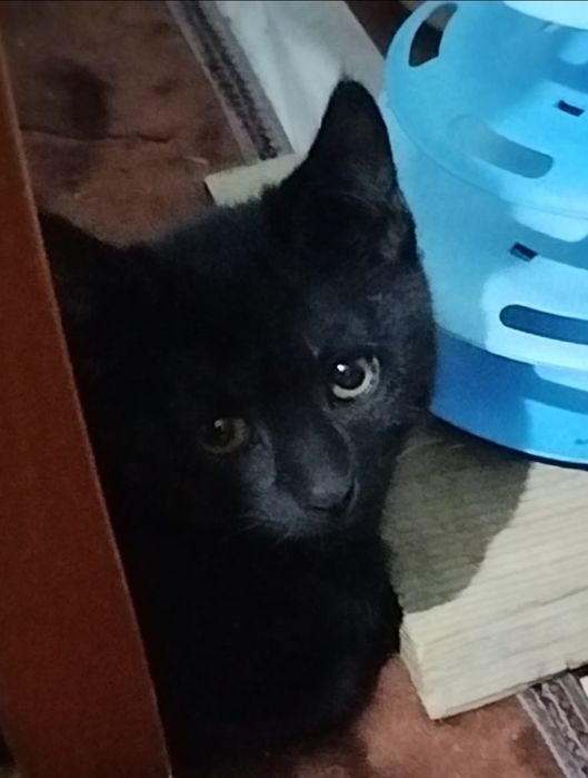 Qora va kulrang mushuk bolasi