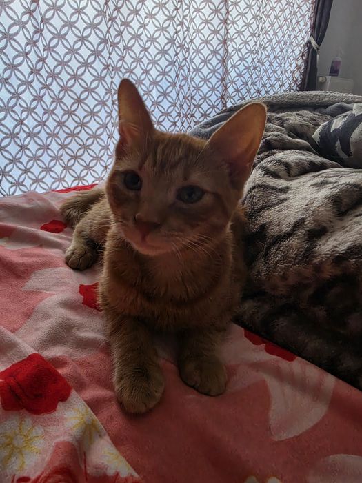 GARFIELD & LUNA își caută o familie – Adopție împreună