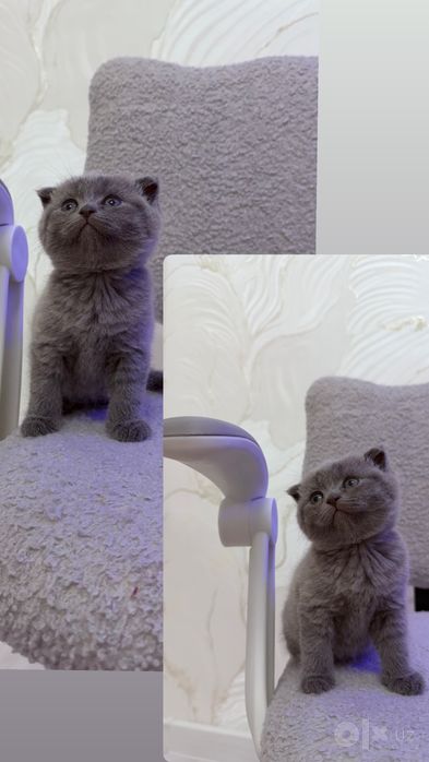 Скотиш Фолд котята