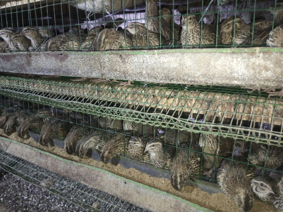 Tugʻishga kirgan bedanalar va bedana goʻshti sotiladi