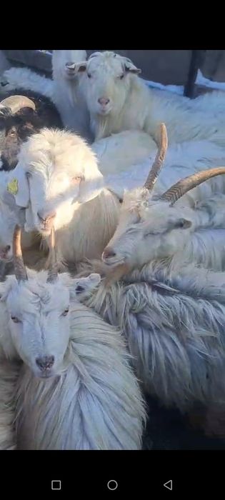 Продается Коза 13 штук