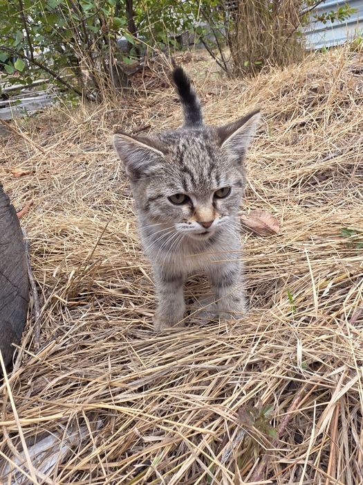 Котята крысоловы