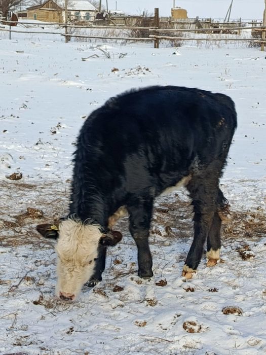 Продам Тёлку 1год