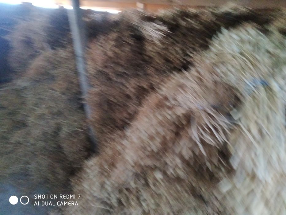 Исирик хазор Сувон сотилади