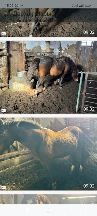 Жеребец хорошй  касяк хорошы держет.