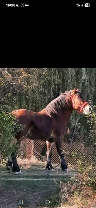 Жребец 4Годишен.цена при бартер 12000лв.