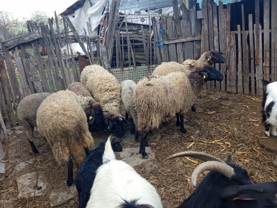 Vând oi sănătoase bine îngrijite preț negociabil