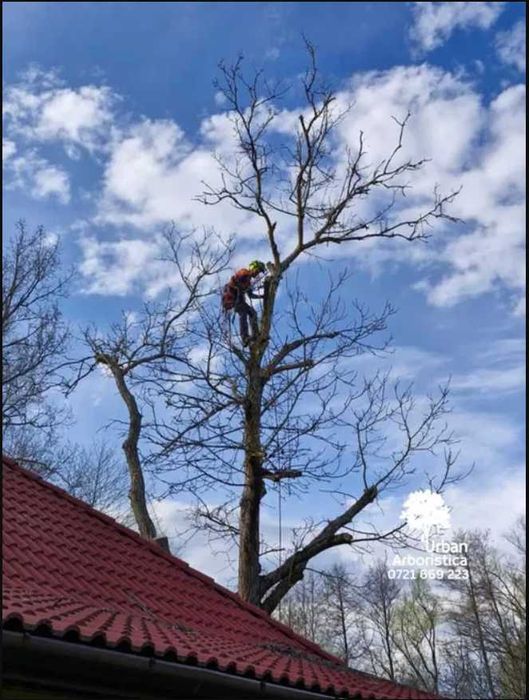 Toaletare Copaci Tăiere Arbori - Defrișare Copaci Periculoși pomi