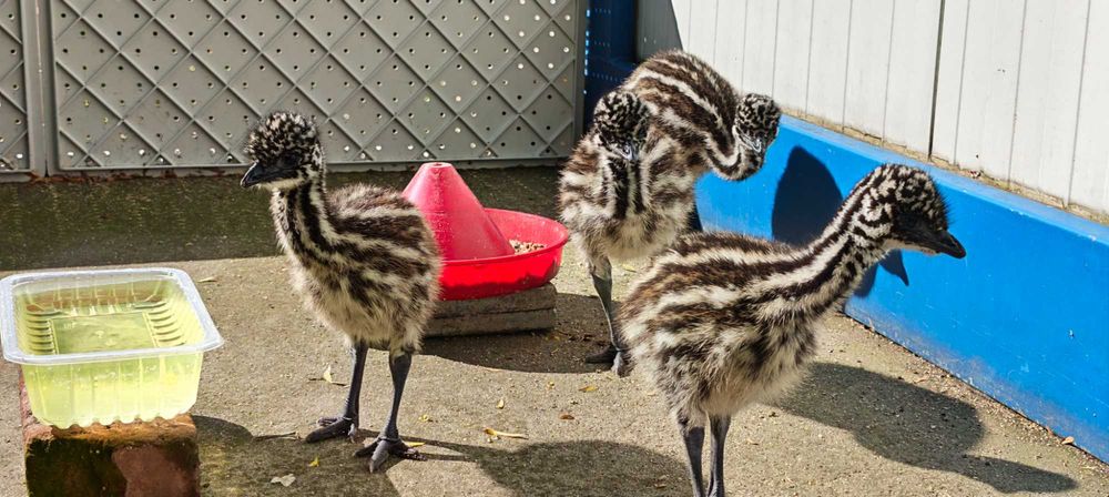 Vând pui de struț australian Emu