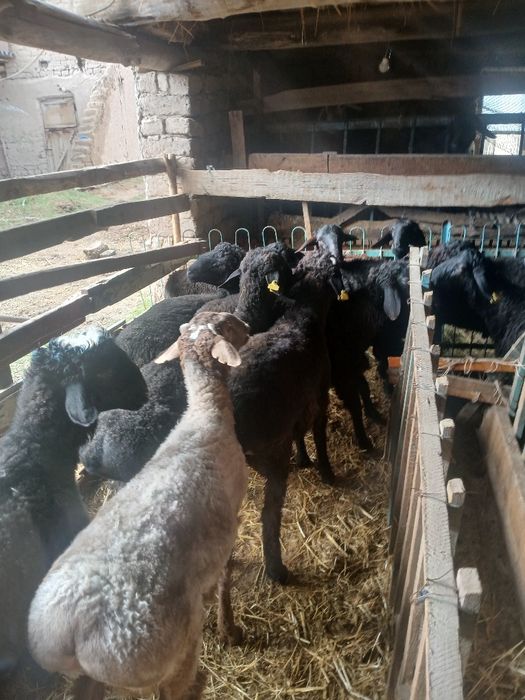 Баран қошқар лар сатылады