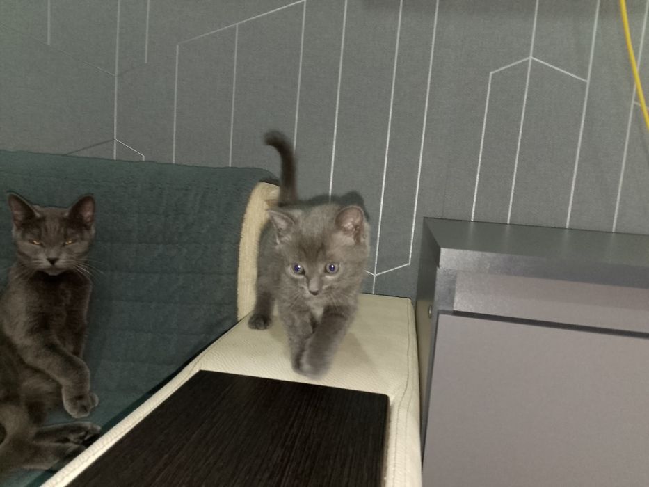 Отдам котенка в добрые руки