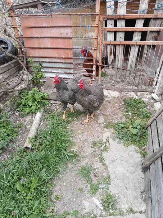 Патици за Коледа- бели. Кокошки -различни породи.