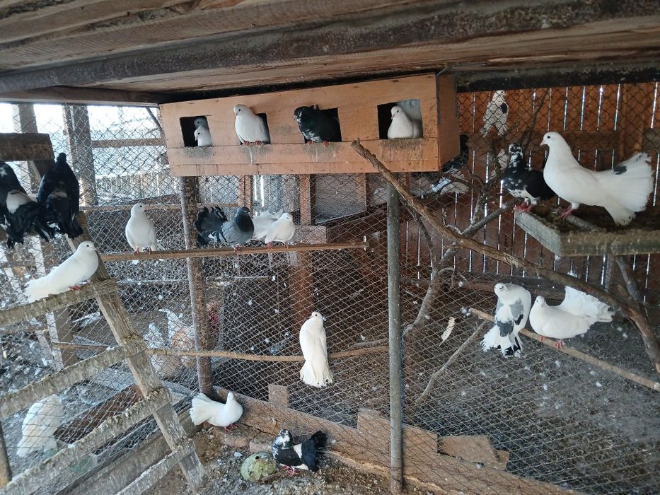 Vând porumbei curcani ornament preț 30 lei bucata