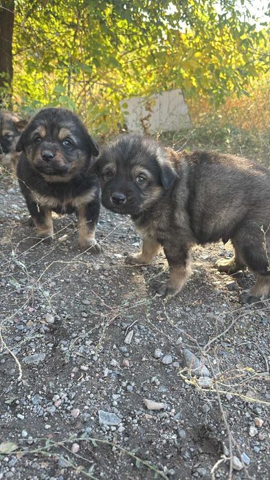 Отдам щенков в хорошие руки