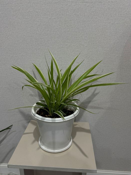 Комнатные растения район Ханшатыра