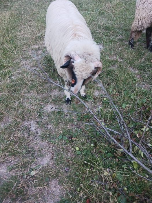 Berbec și oi de vânzare