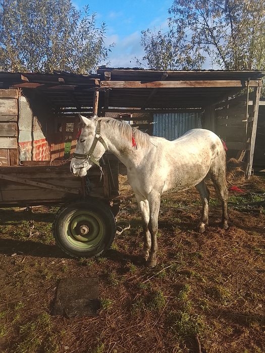 Vind mînz de 2 anișori învățat la căruță
