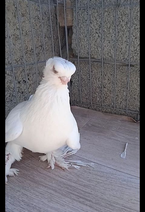 Гульбодам самец молодой