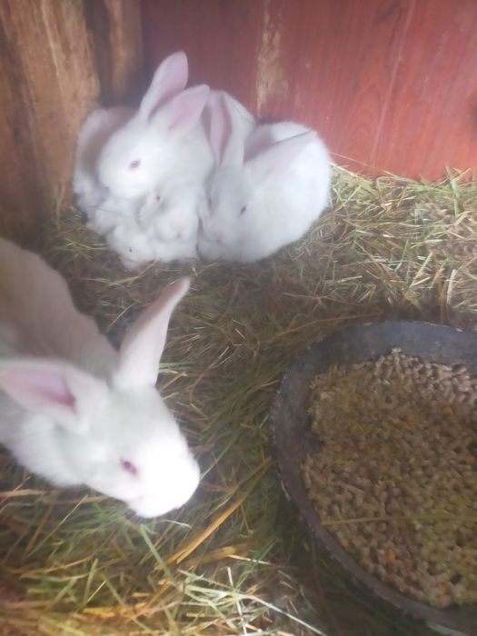 Продаються крольчата Фландера