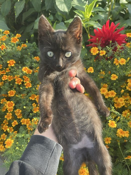 Отдам котят мальчики