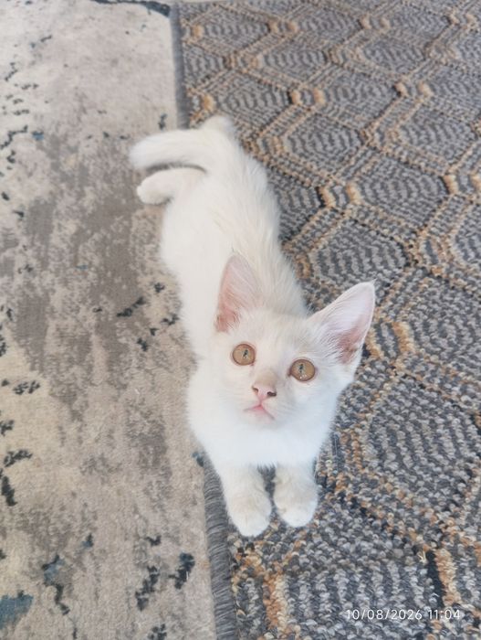 Mushuk sotiladi turetski Angora