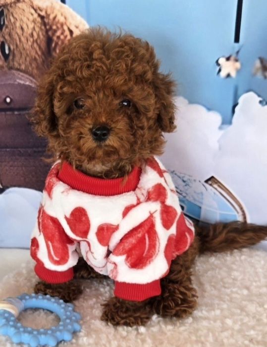 Пудел той с родасловие / Poodle toy