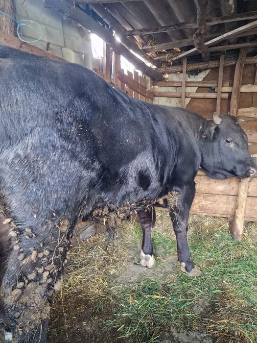 Vând taur și juncă!