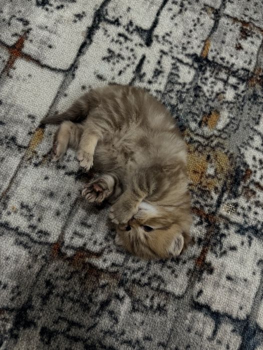 Скоттиш страйт мальчик