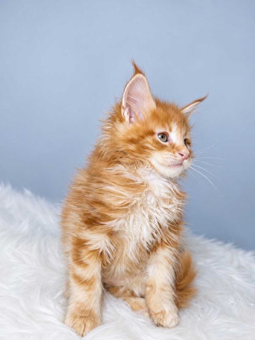 Viking – motănel Maine Coon roșcat, cu pedigree | LYNX RUNE CODE