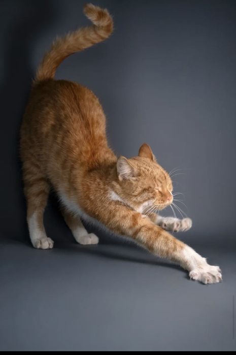 Кот Рыжик вакцинирован