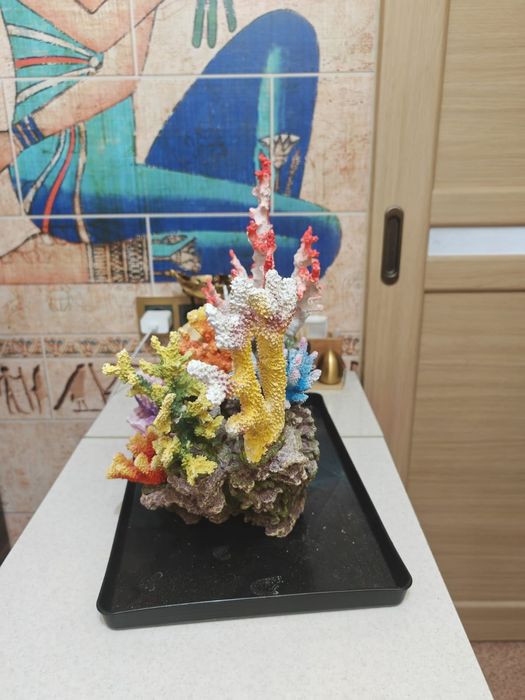 Продаю коралл для аквариума