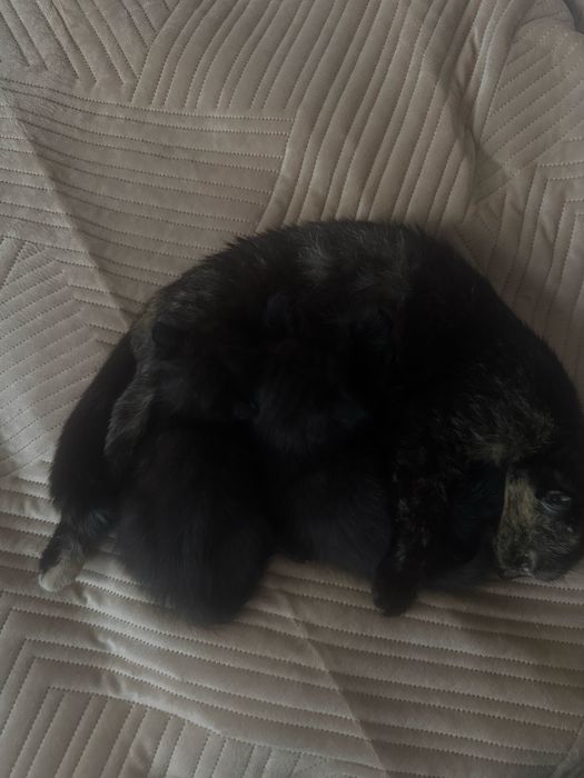 Котята: одна девочка и один мальчик