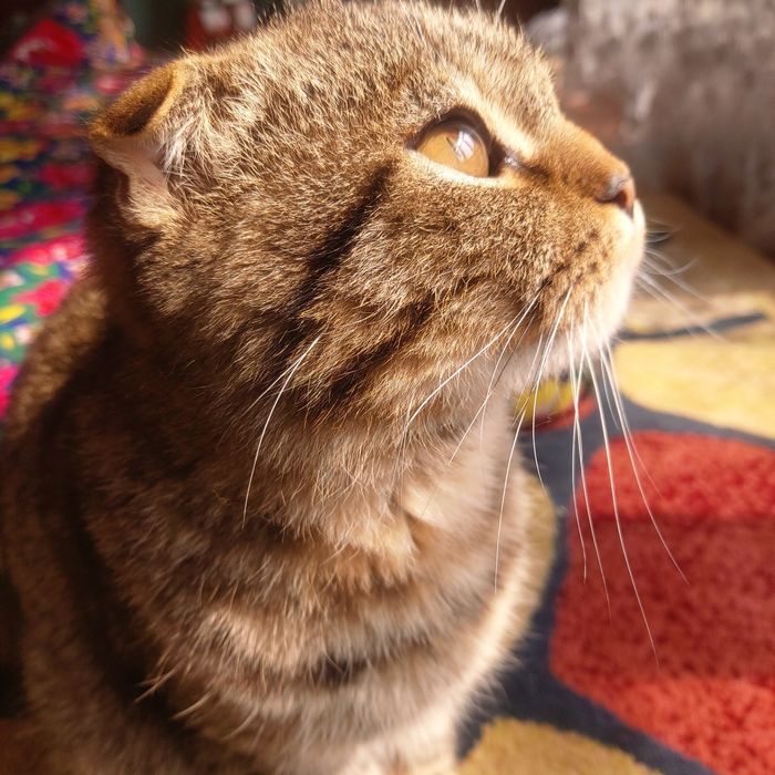 Продаётся кот Scottish Fold