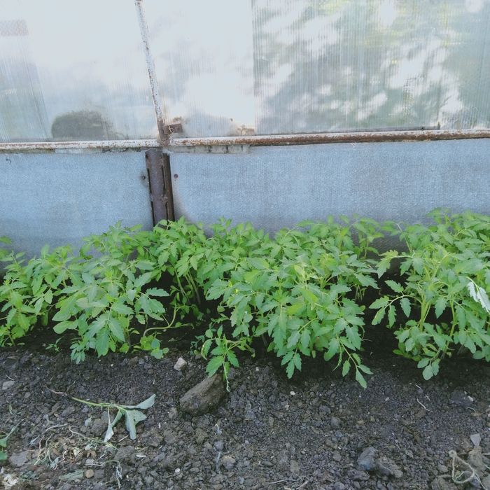Срочно срочно продам рассаду .