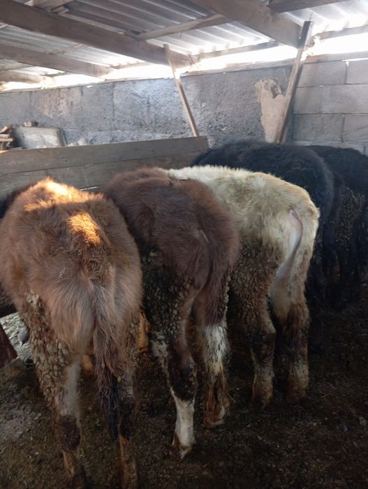 Продам бычков домашних