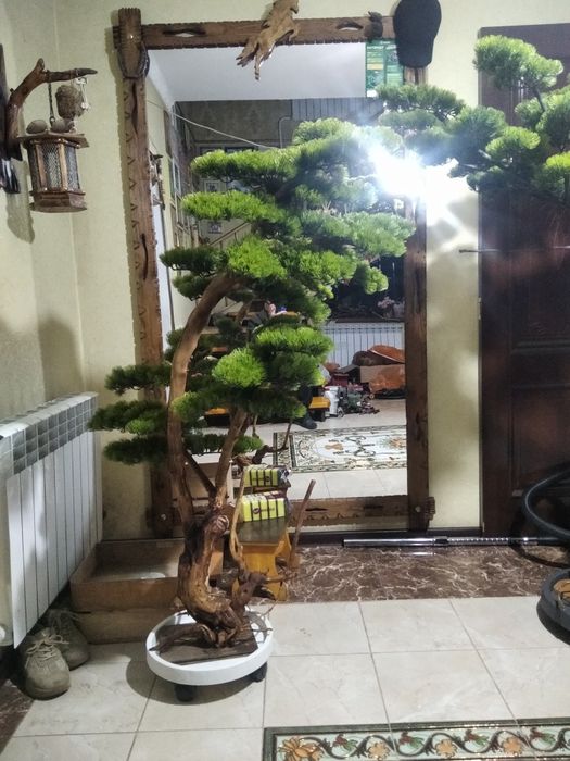 Бонсай ручная работа