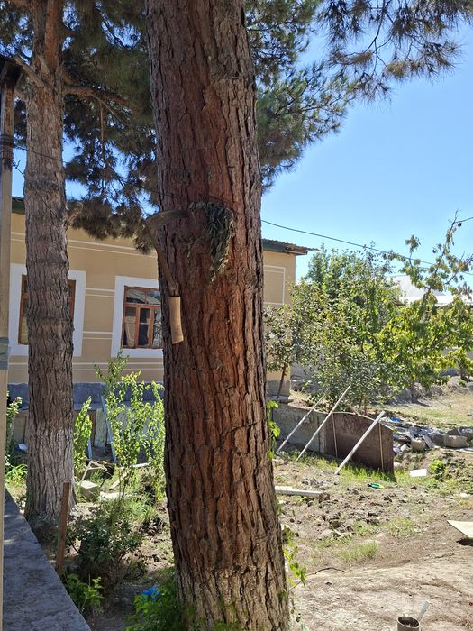 Bolor archa sotiladi