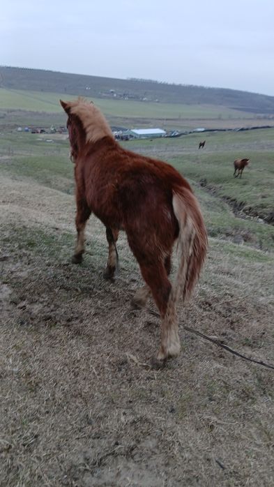 Mânz de 10 luni mai multe detalii la telefon