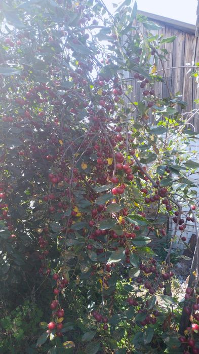 Дача восточный правый 5 дачи