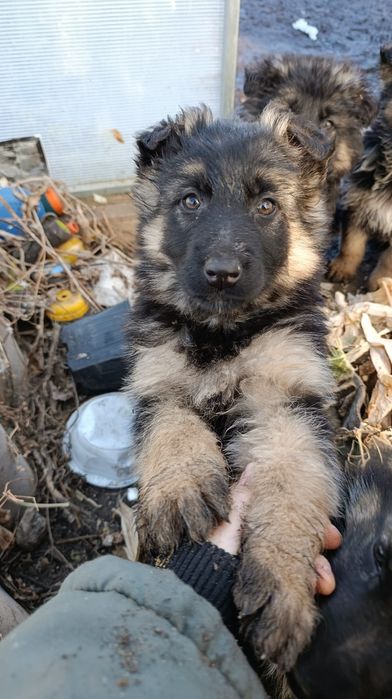 Щенок немецкой овчарки