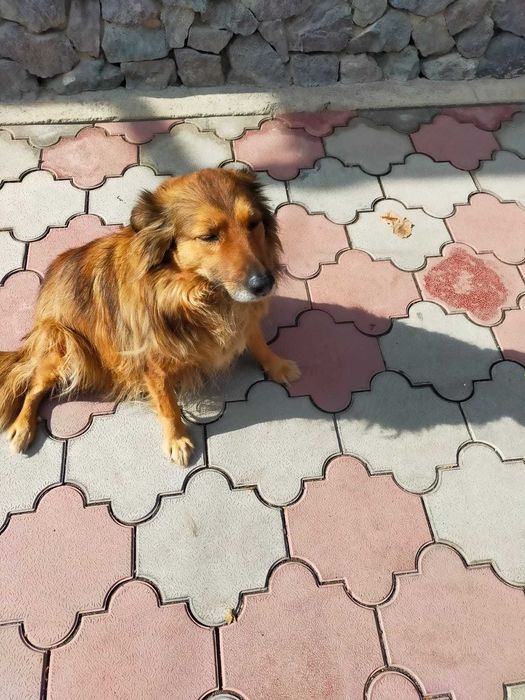 Потерялась собака в Боралдае