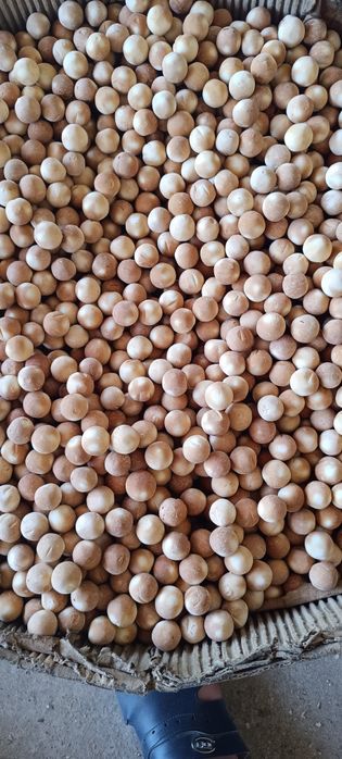 Qurt maxsulotlari optom ulgurchi narxda