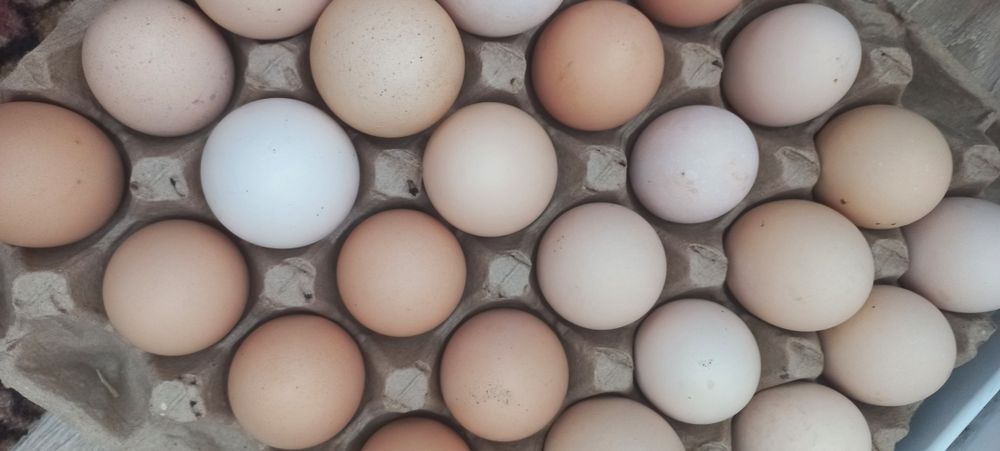 Продам Яйцо домашнее