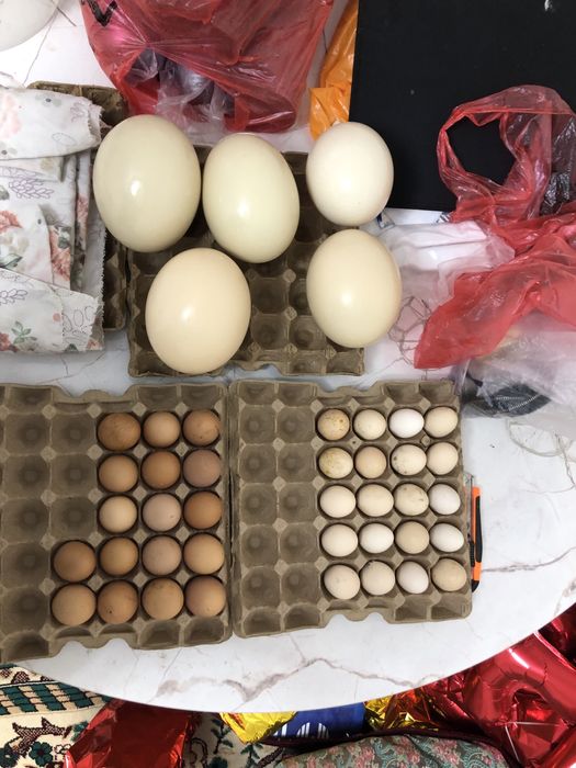 Страус жумырткасы бар