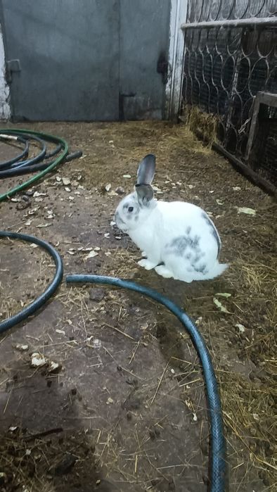 Кролики породистые