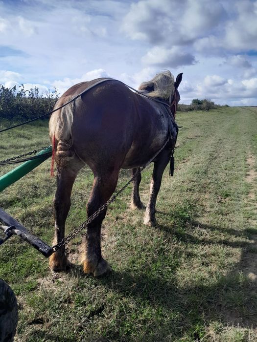 Vand manză si junele