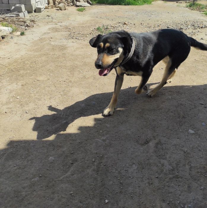 Собака в добрые руки